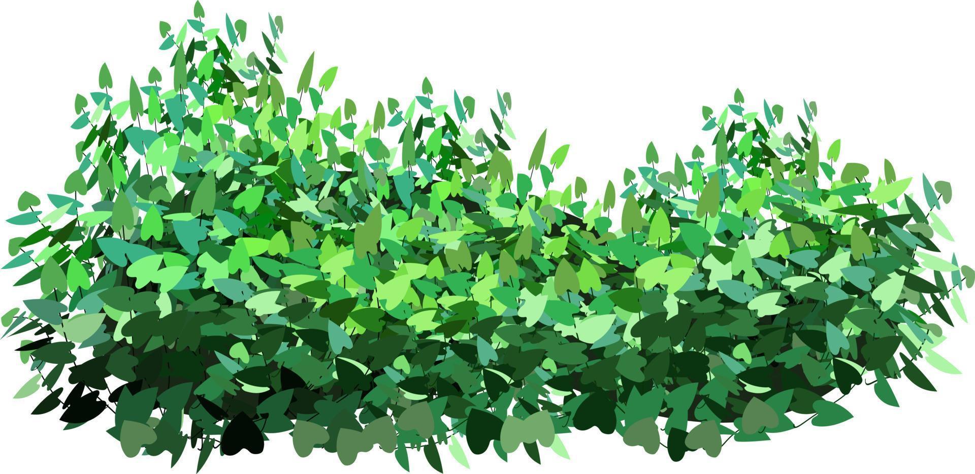 Ziergrünpflanze in Form einer Hecke. Efeu arch.realistischer Gartenstrauch, Saisonbusch, Buchsbaum, Baumkronenbuschlaub. vektor