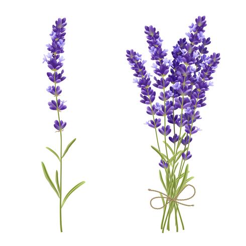 Lavendel Cut Flowers Realistisk bild vektor