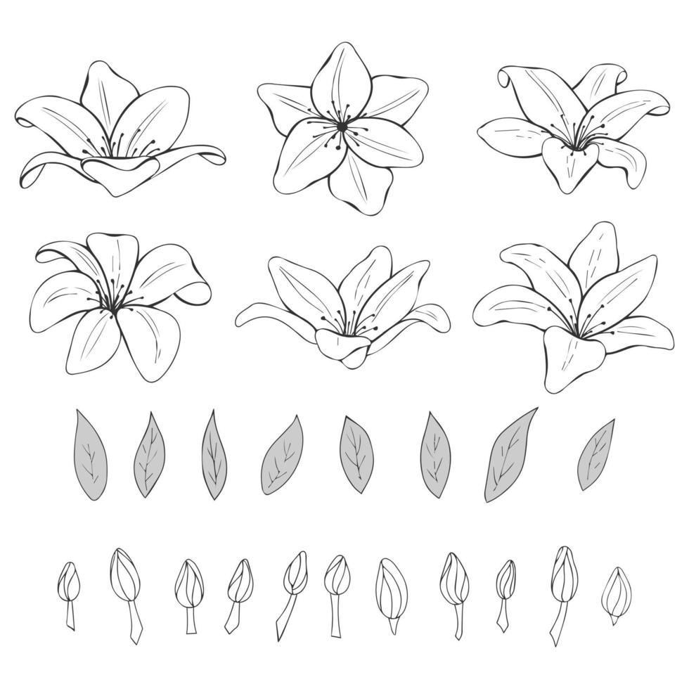 Satz von monochromen handgezeichneten Lilien, Blättern und Knospen. florale Gegenstände. isoliert auf weiß. Vektor-Illustration. Strichzeichnungen. vektor