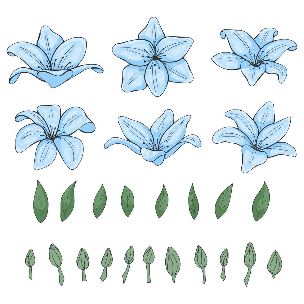 Satz von farbigen handgezeichneten Lilien, Blättern und Knospen. florale Gegenstände. blaue Blumen. isoliert auf weiß. Vektor-Illustration. Strichzeichnungen. vektor