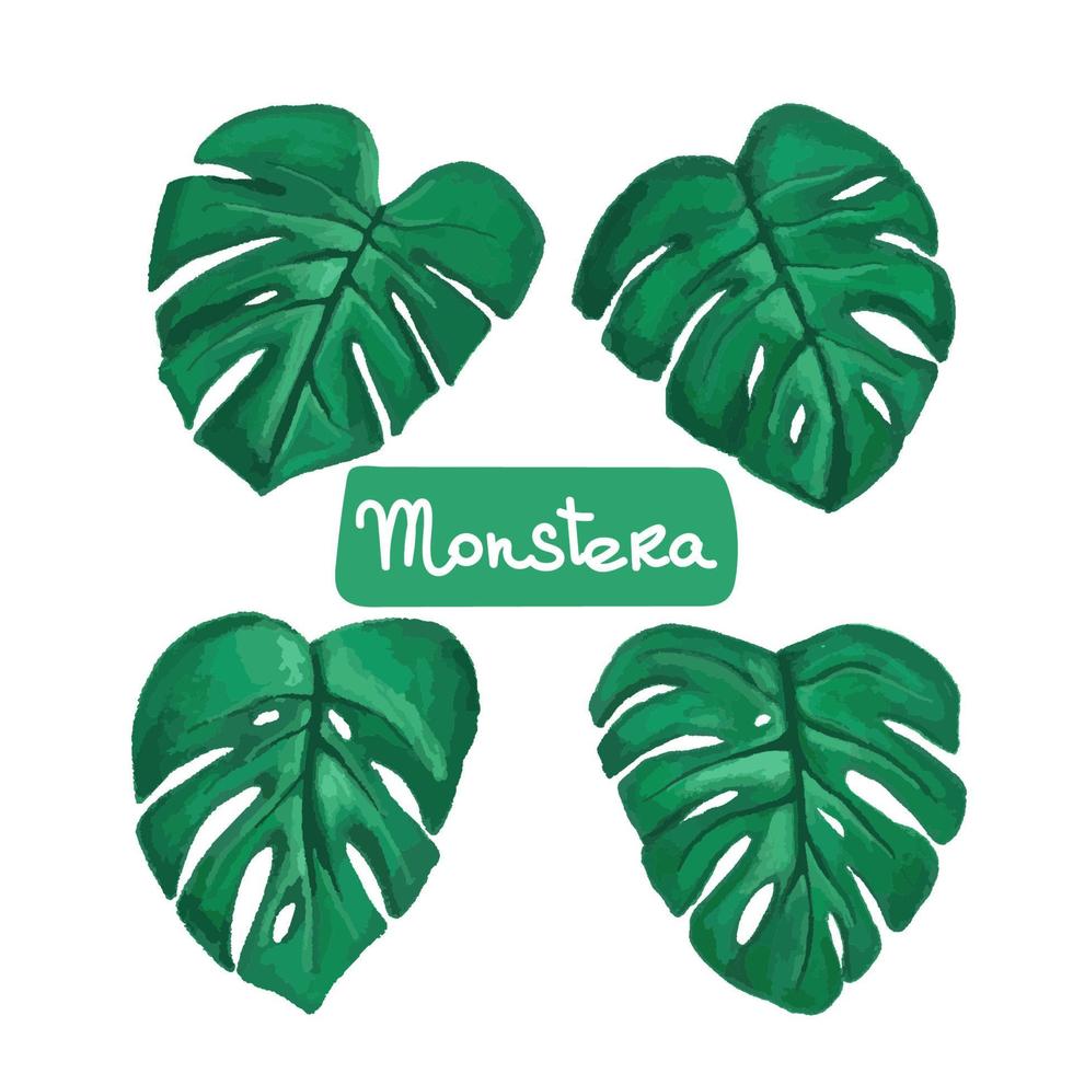 vektor tropiska löv, monstera. akvarell illustration av en exotisk växt