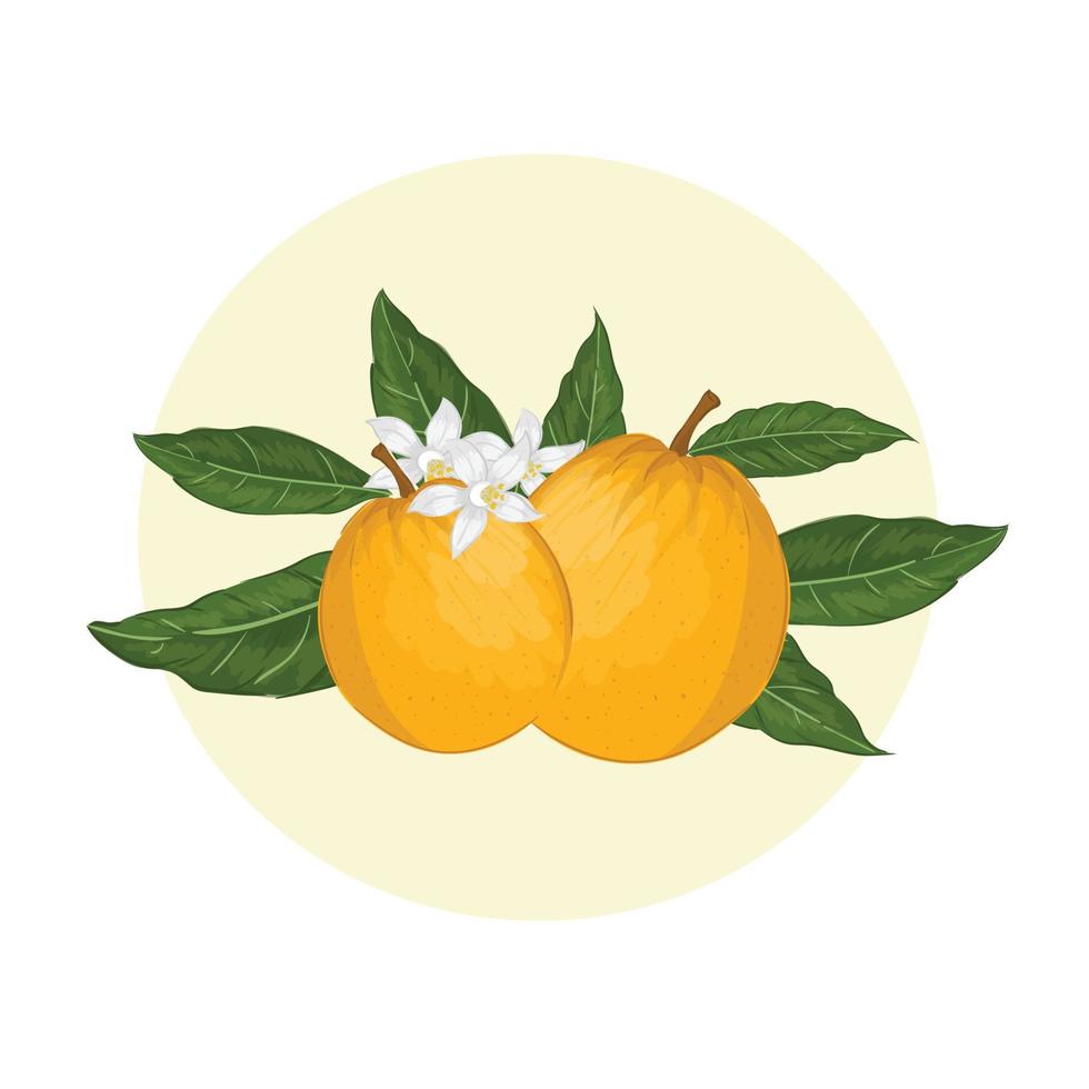 Orange mit Blättern und Blüten vektor
