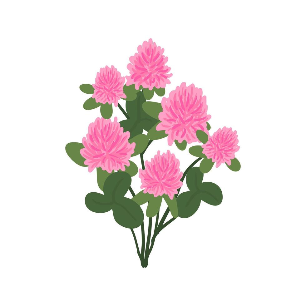 Rotklee Blume Kräuterzweig isoliert auf weißem Hintergrund. Wildpflanzen und Blätter. süße rosa Blumen-Vektor-Illustration. Sommer Konzept. vektor