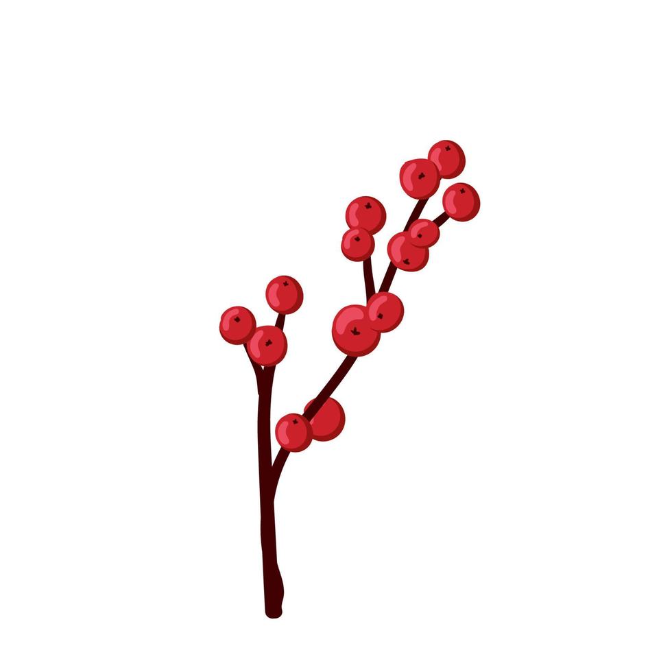 Weihnachtsstechpalme, europäische Ilex-Dekoration, rote Beere, Zweig, Zweig isoliert auf weißem Hintergrund vektor