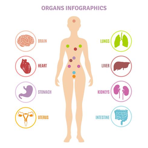 Human Anatomy Organ Infographics vektor