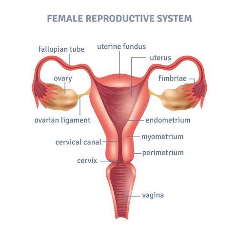 Uterusaffisch vektor