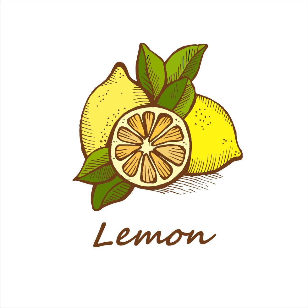 Zitronen, handgezeichnet. Vektor-Illustration. vektor