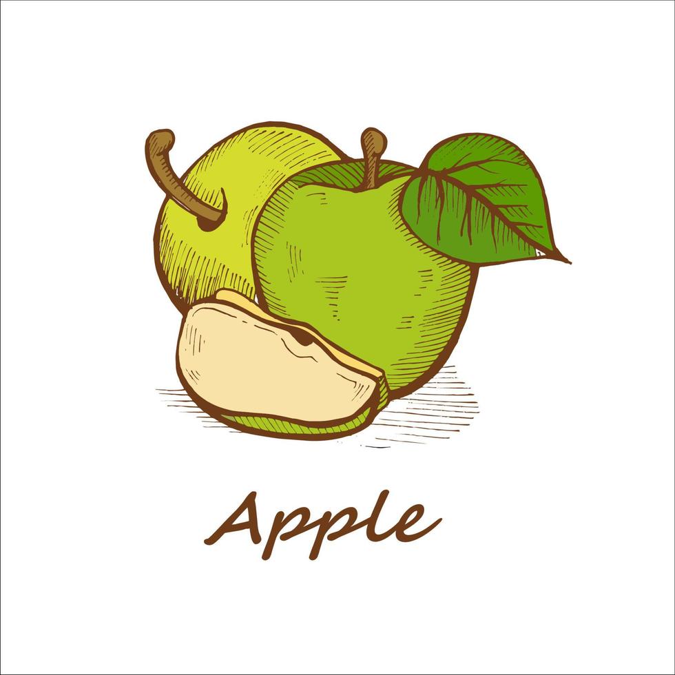 äpplen, handritade. vektor illustration.