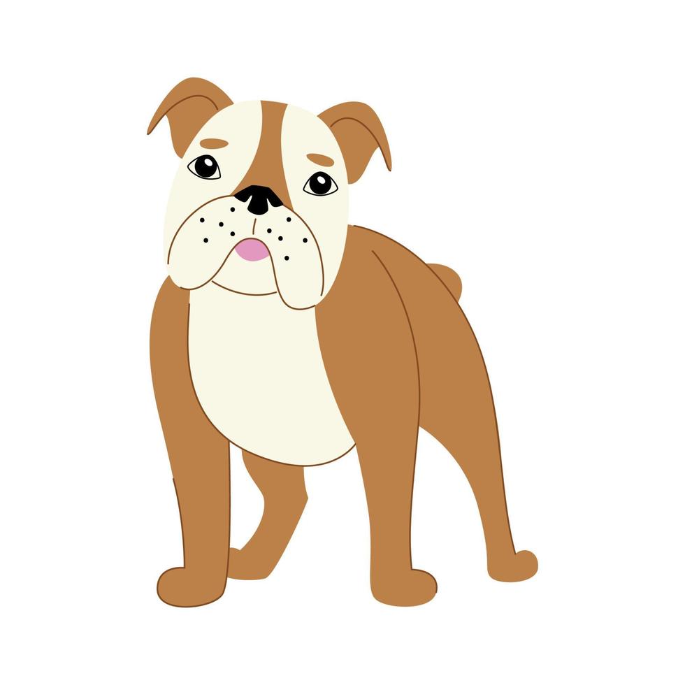 engelsk bulldog på en vit bakgrund. modern vektor hund illustration