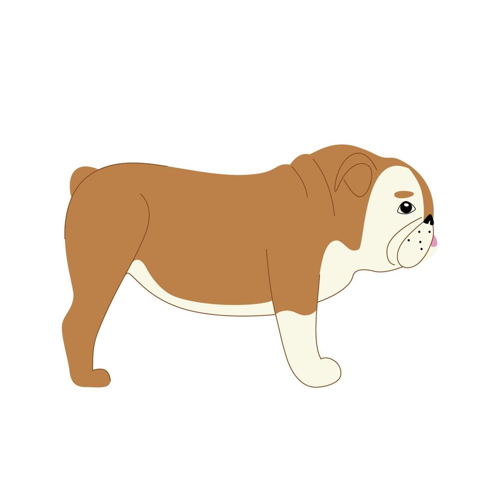 englische Bulldogge auf weißem Hintergrund. moderne Vektor-Hundeillustration vektor