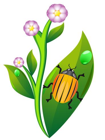 Colorado-Käfer auf Blattkartoffel vektor