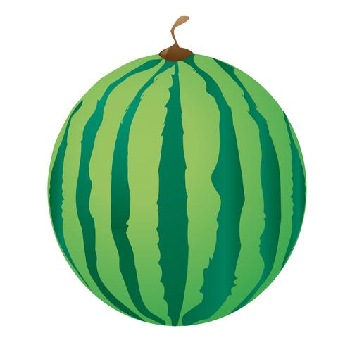 Wassermelone vektor