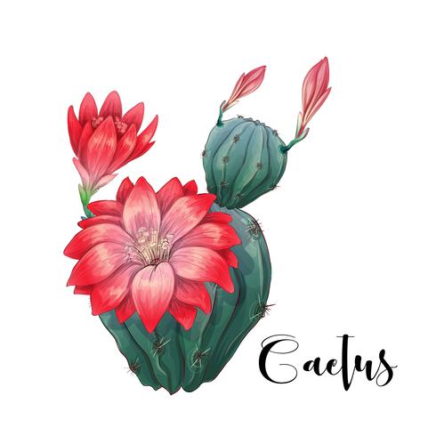 Kaktus im Wüstenvektor und in der Illustration, Hand gezeichnete Art, lokalisiert auf weißem Hintergrund. vektor