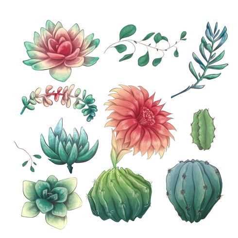 Hand gezeichnete bunte Kakteen und saftiger Satz. Zimmerpflanze, Kaktus, tropische Pflanzen. vektor