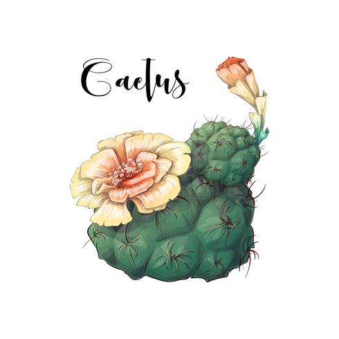 Kaktus i öken vektor och illustration, handritad stil, isolerad på vit bakgrund.