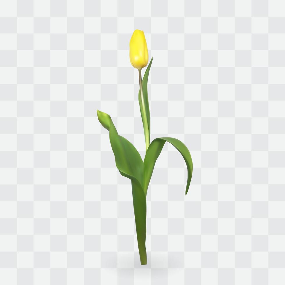 schöne Tulpen auf transparentem Hintergrund. Vektor-Illustration vektor