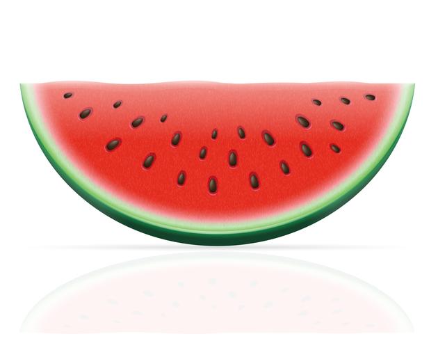 Reife saftige Vektorillustration der Wassermelone vektor