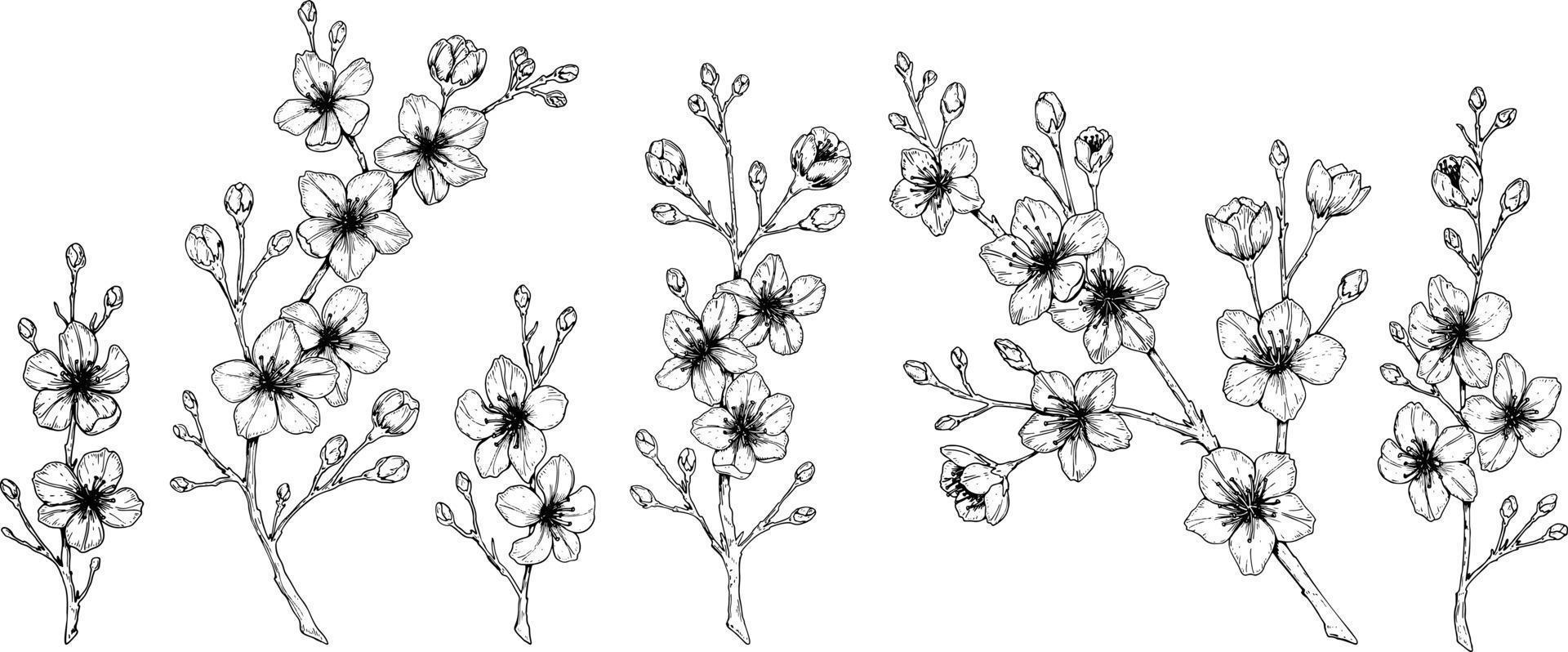 Satz von Frühlingskirschblüten. Vektor-Illustration im Stil der Skizze, isoliert auf weiss. schöne Äste in voller Blüte. vektor