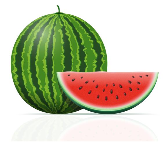 Reife saftige Vektorillustration der Wassermelone vektor