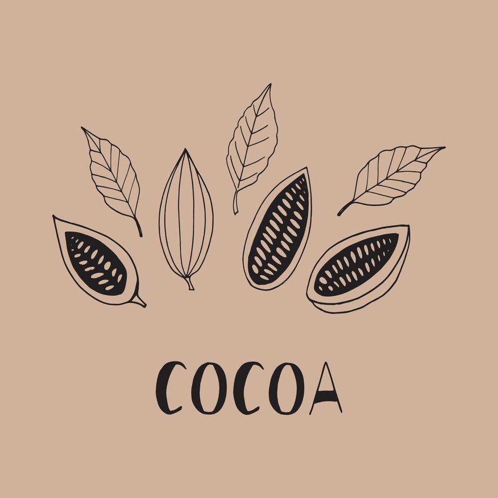 kakaobönor med löv och bokstäver isolerade handritad doodle. mall koncept för design affisch, etikett, meny, kort, klistermärke. växt vektor