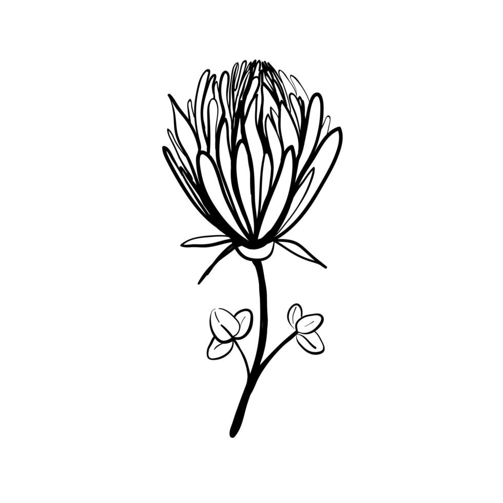 handgjorda blommiga element och blommor. vektor doodle illustration.