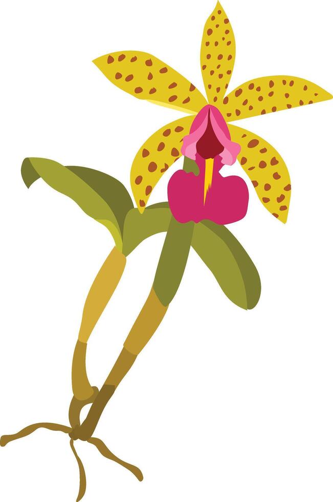 Gelb wild Orchidee Blume, schön Orchidee Blume Illustration vektor