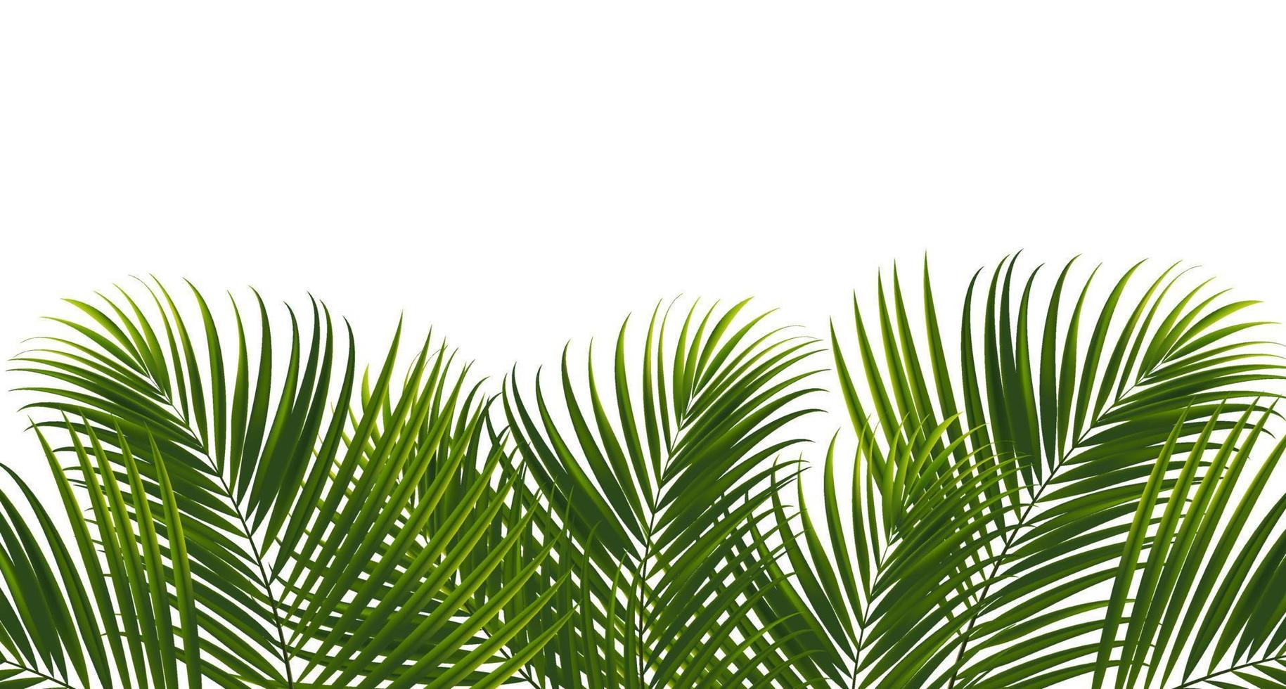kokos blad på vit bakgrund med urklippsbana för tropiska blad design element.vector illustration design vektor