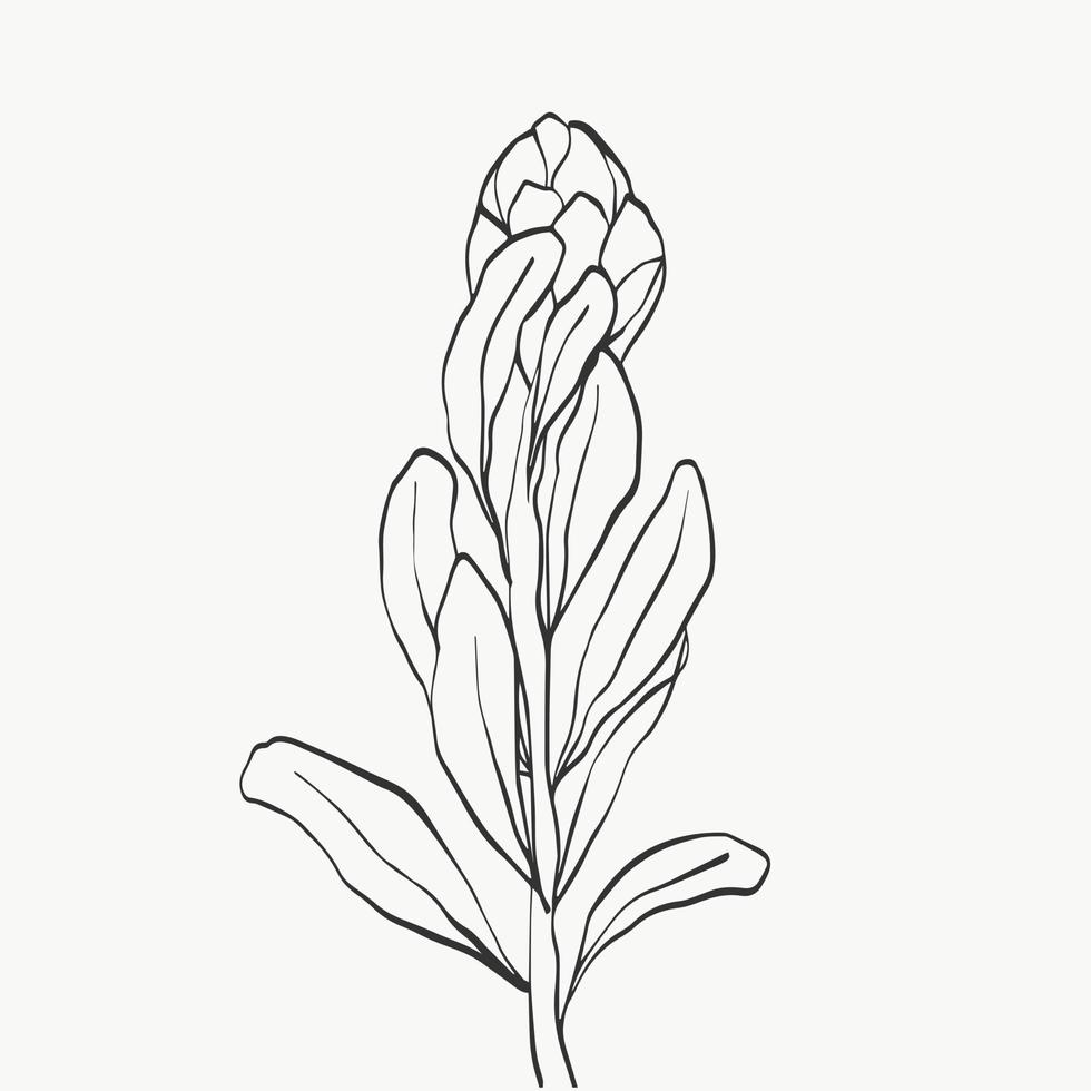 Reihe von Protea-Blumen und tropischen Blättern auf weißem Hintergrund. Urlaubsgeschenk, Blumenstrauß, Knospen. eine schöne Modeblumen-Makroaufnahme. Vektor-Illustrationen-Design vektor