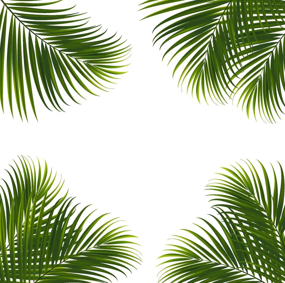 kokos blad på vit bakgrund med urklippsbana för tropiska blad design element.vector illustration design vektor