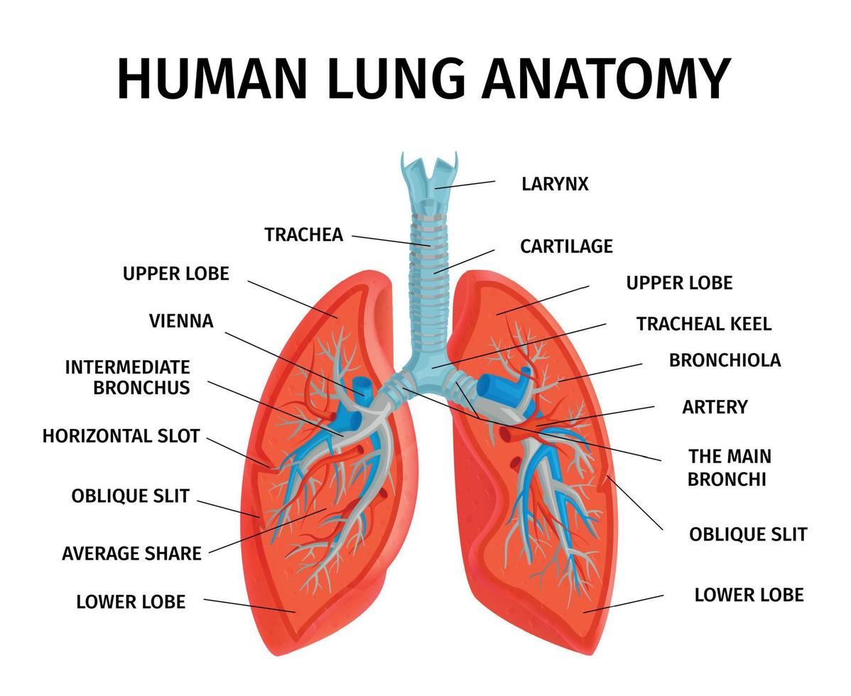 mänsklig lunganatomi diagram vektor