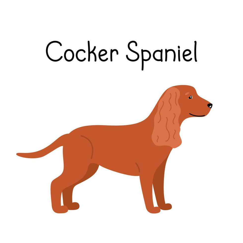 Canine American oder English Cocker Spaniel Hunderasse auf einem weißen Hintergrund isoliert. Vektor-Illustration einer Haustierwohnung vektor