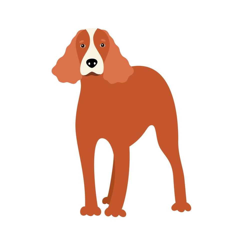 Canine American oder English Cocker Spaniel Hunderasse auf einem weißen Hintergrund isoliert. Vektor-Illustration einer Haustierwohnung vektor