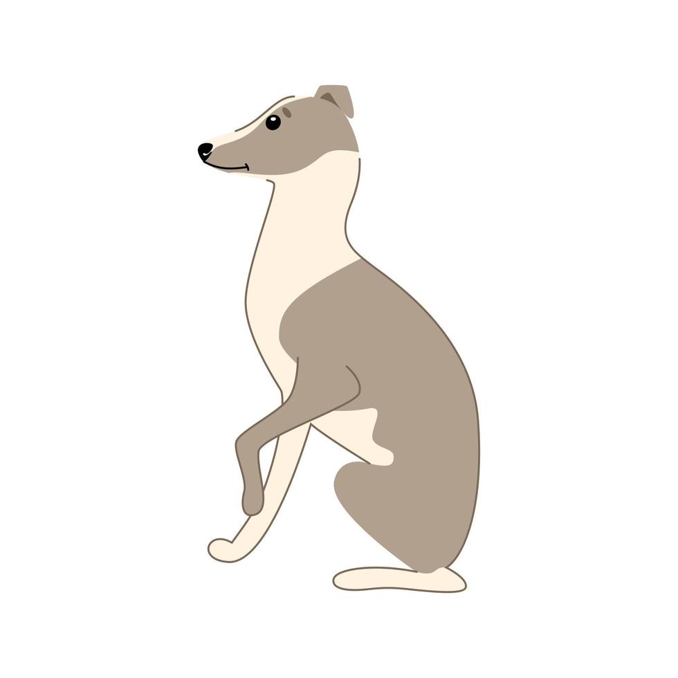 Hund der Rasse italienischer Windhund sitzt isoliert auf weißem Hintergrund. handgezeichnete Vektorgrafik vektor