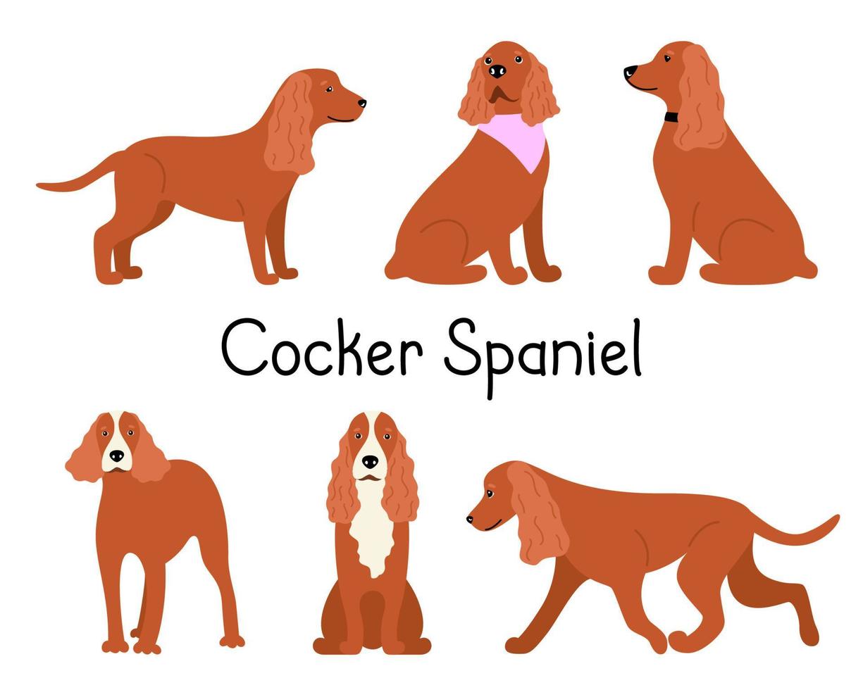 Canine American oder English Cocker Spaniel Hunderasse auf weißem Hintergrund in verschiedenen Posen. Set oder Sammlung mit Cartoonhunden. Vektor-Illustration einer Haustierwohnung vektor