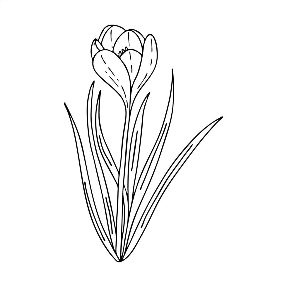 Krokus-Umrisszeichnung. Die ersten Frühlingsblumen im Doodle-Stil. Schwarz-Weiß-Bild. Färbung von Blumen. Floristik für Dekoration, Postkarten, Hochzeiten, Geburtstage. Vektorillustration vektor