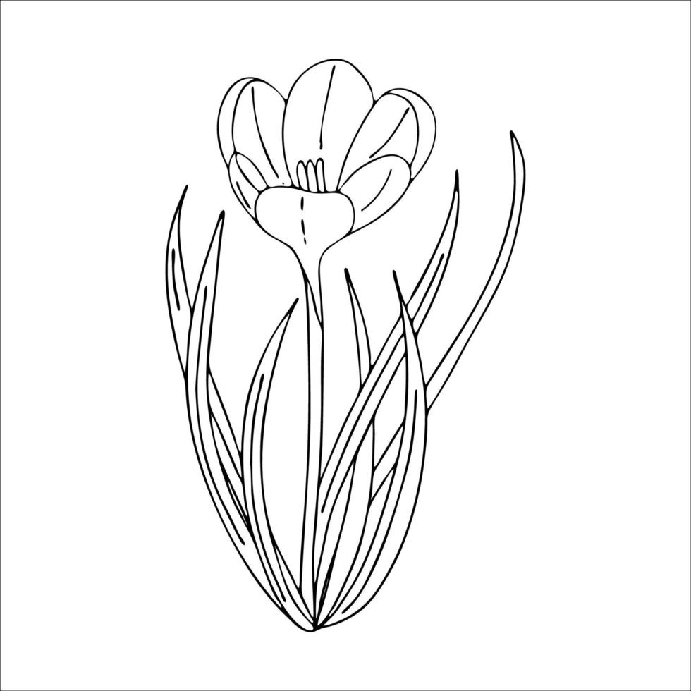 Krokus-Umrisszeichnung. Die ersten Frühlingsblumen im Doodle-Stil. Schwarz-Weiß-Bild. Färbung von Blumen. Floristik für Dekoration, Postkarten, Hochzeiten, Geburtstage. Vektorillustration vektor