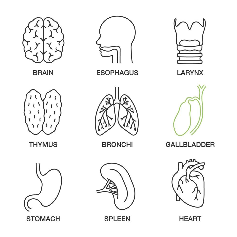 Lineare Symbole der inneren Organe gesetzt. Gehirn, Speiseröhre, Kehlkopf, Thymusdrüse, Bronchien, Gallenblase, Magen, Milz, Herz. dünne Linienkontursymbole. isolierte vektorumrissillustrationen vektor