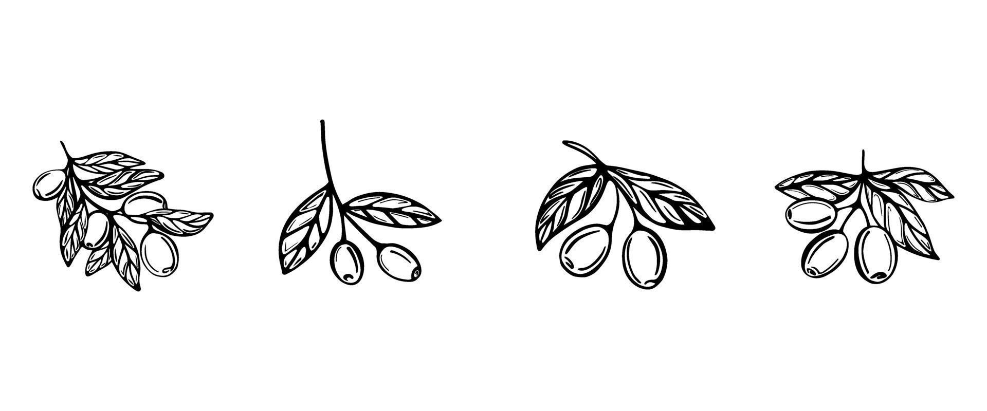 ein handgezeichnetes Set von Zweigen mit Oliven vektor