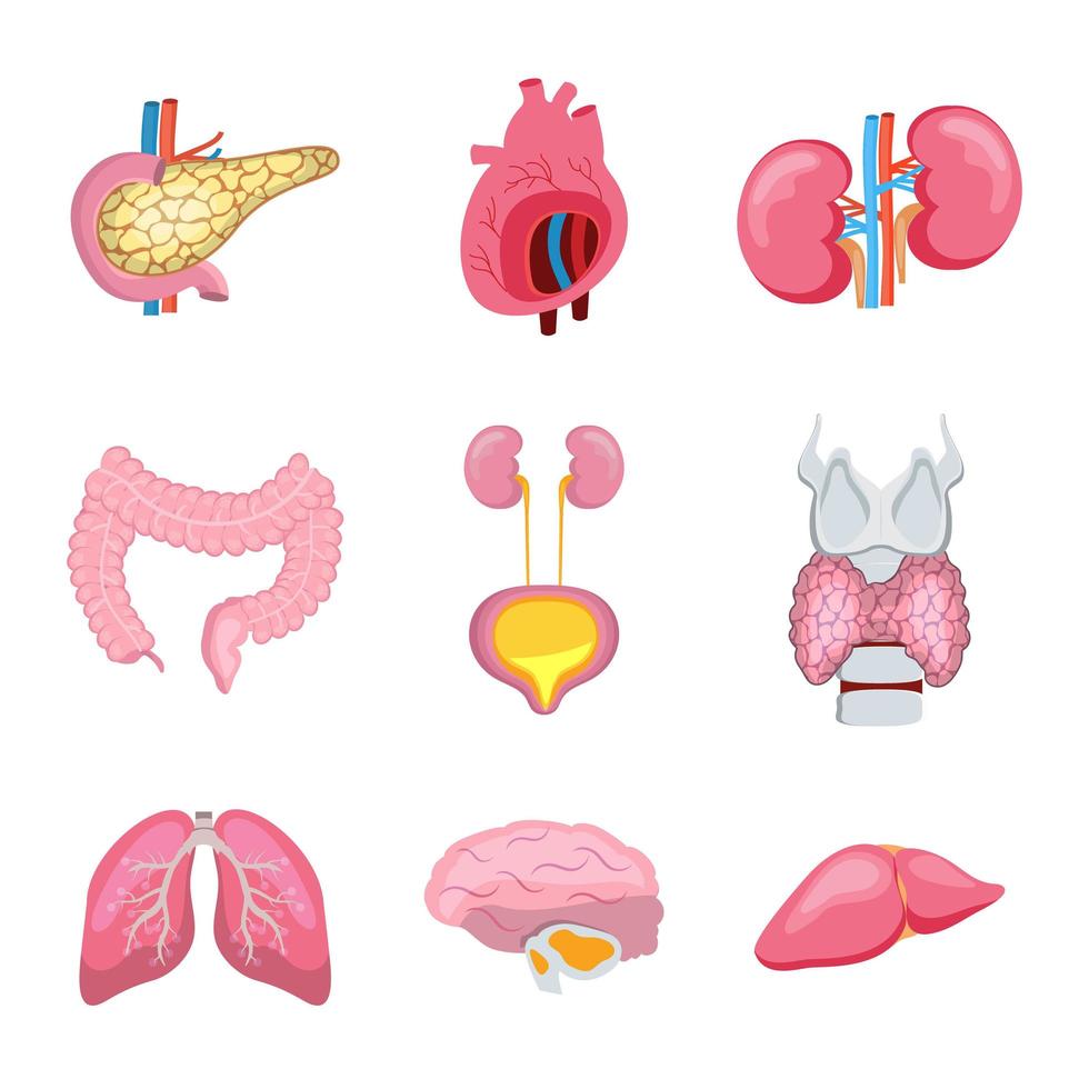Reihe von menschlichen inneren Organen. Bauchspeicheldrüse, Lunge, Herz, Darm, Schilddrüse sind auf weißem Hintergrund. vektor