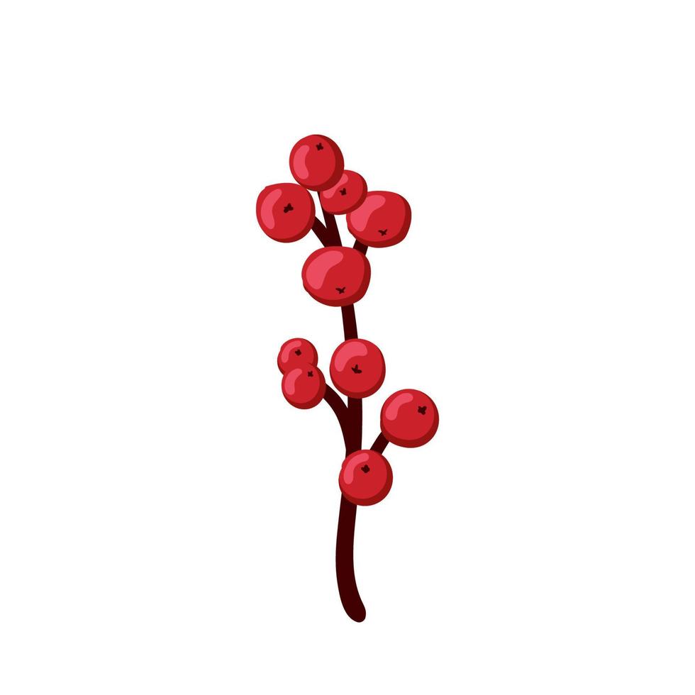 Weihnachtsstechpalme, europäische Ilex-Dekoration, rote Beere, Zweig, Zweig isoliert auf weißem Hintergrund vektor