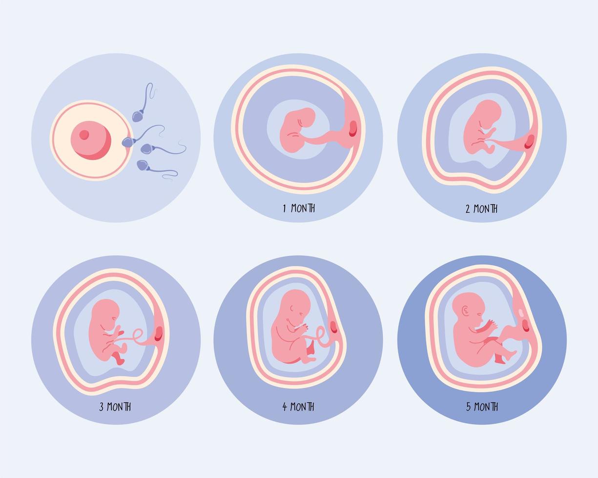 sechs Phasen der Embryonalentwicklung vektor