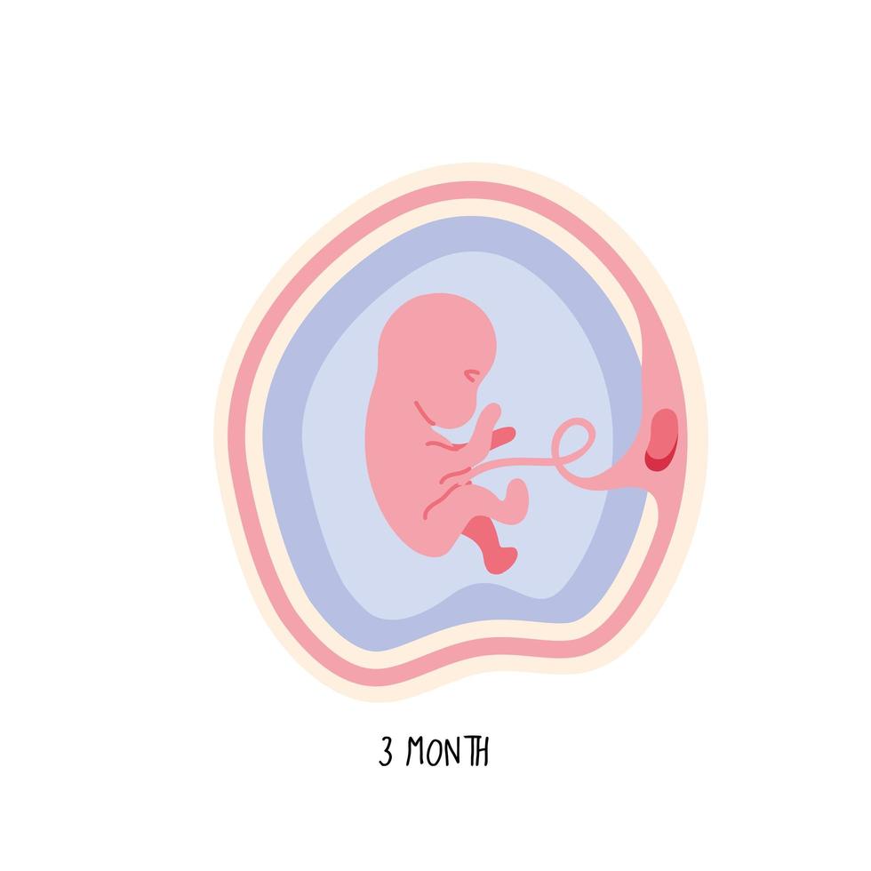 Embryoentwicklung dritter Monat vektor