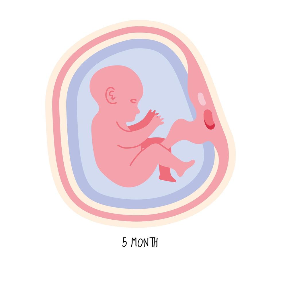 embryoutveckling femte månaden vektor