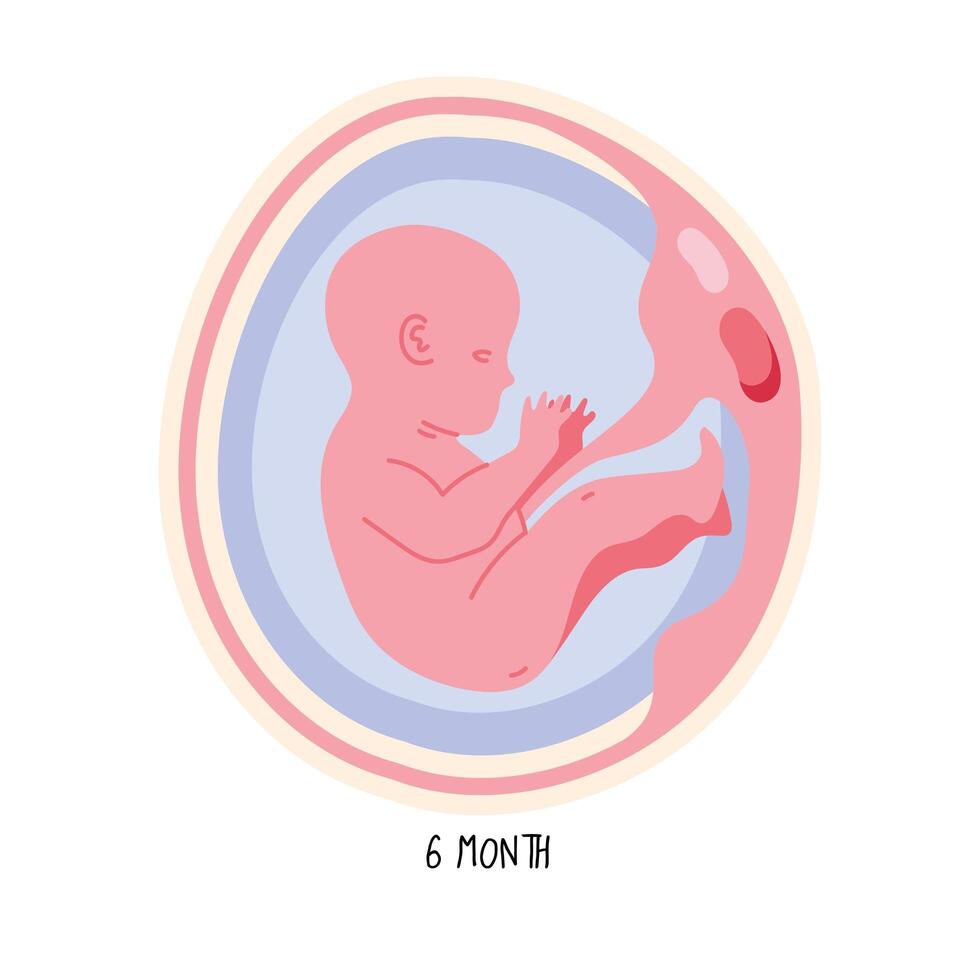 Entwicklung des Embryos im sechsten Monat vektor