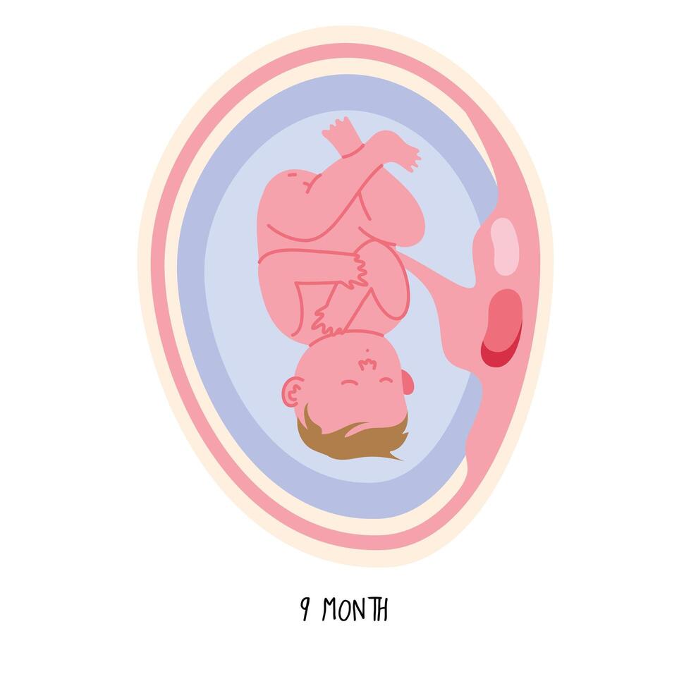 embryoutveckling nionde månaden vektor