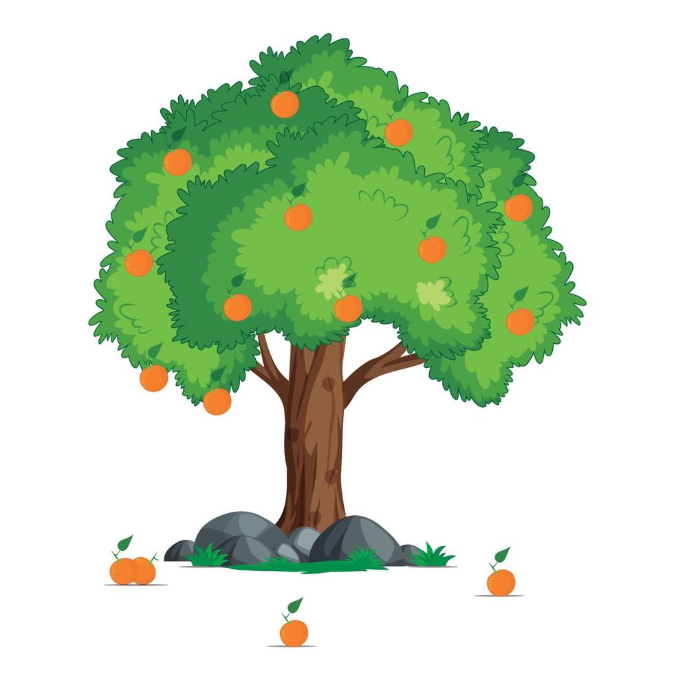 Orangenbaum auf weißem Hintergrund vektor