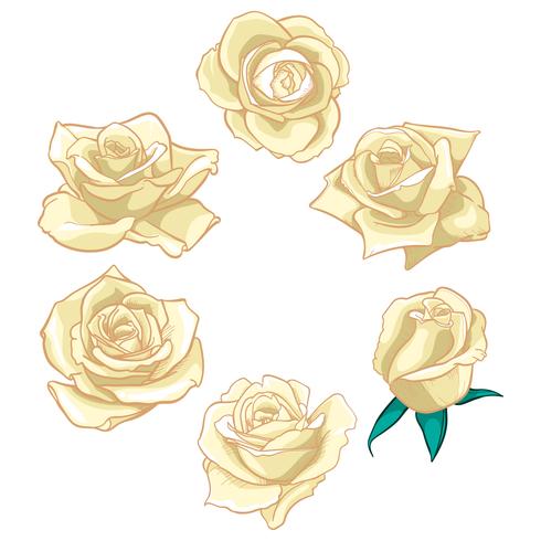 Blüht Rosen, Knospen und grüne Blätter. Rosen Set Sammlung. Rose Symbol und Symbol vektor