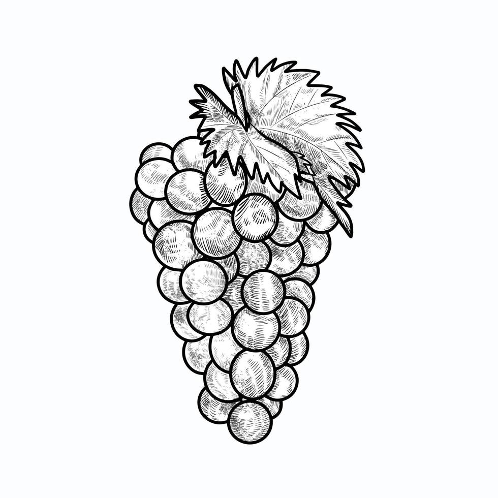 Illustration des Traubengravurstils vektor