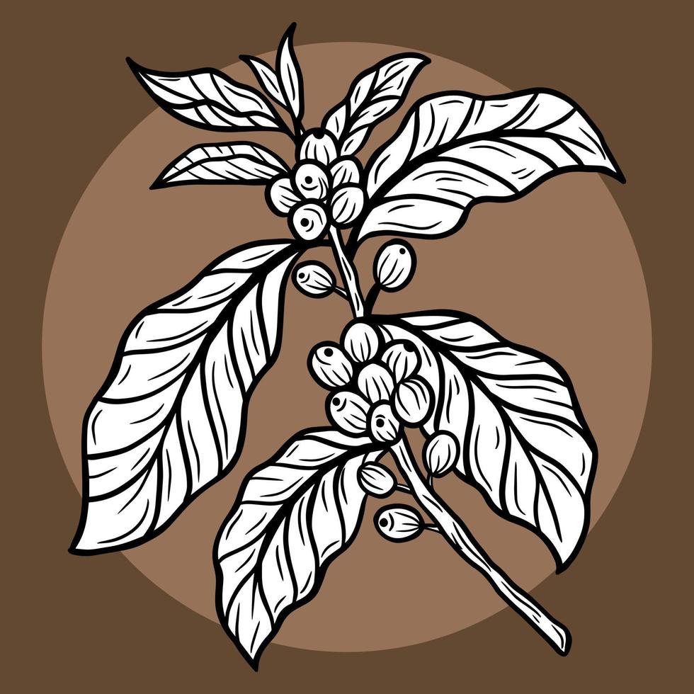 gren av kaffe med bönor och löv handritad för butik café restauranger illustration vektor
