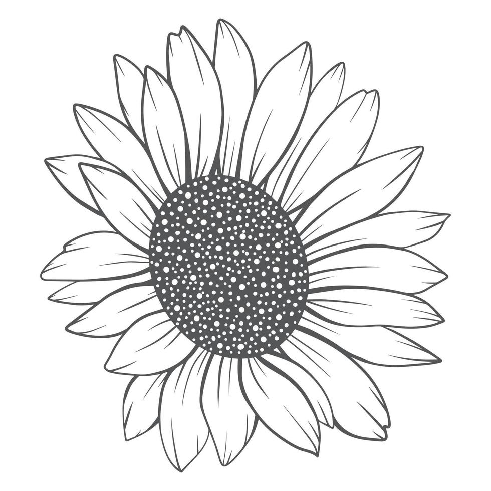 linjeteckning för solros, linjeteckning av solros, linjeteckning med blommor, kontur av solros vektor